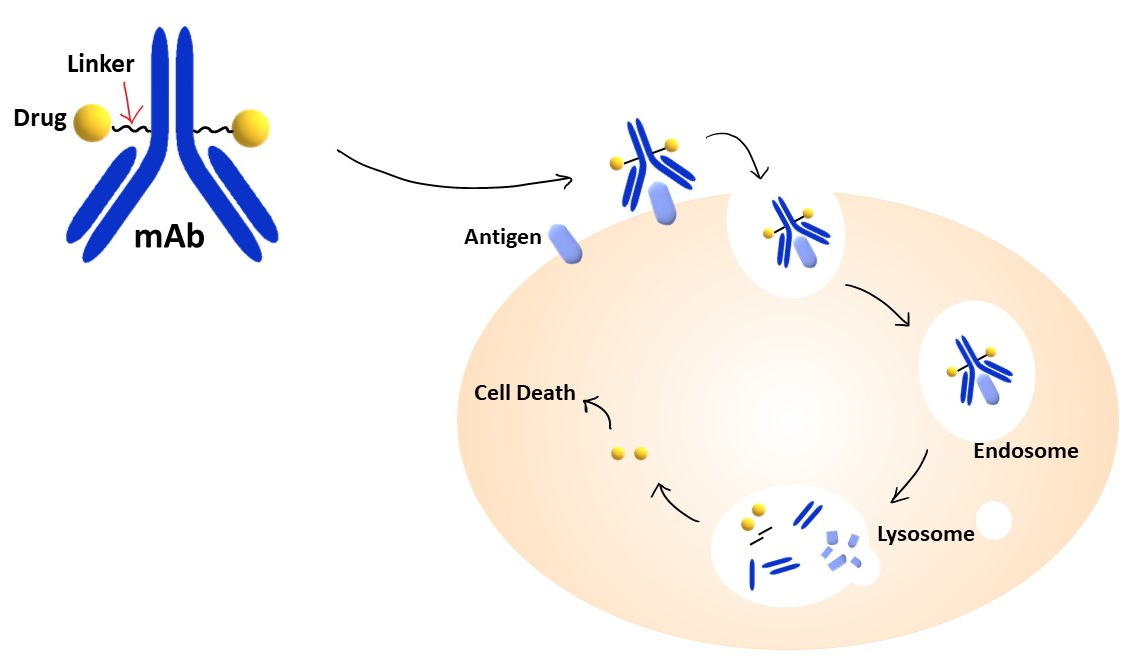 Antibody Drug Conjugate